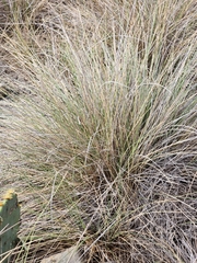 Muhlenbergia rigens