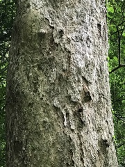 Lithocarpus shinsuiensis