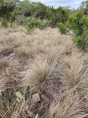 Muhlenbergia rigens