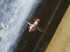Ulidiidae