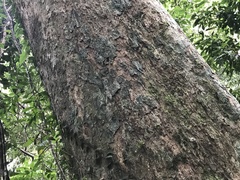 Lithocarpus shinsuiensis