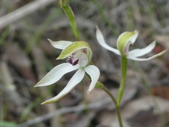 Caladenia cucullata