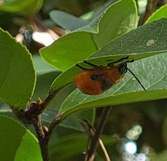 Poecilocoris latus
