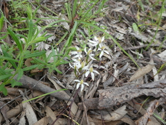 Caladenia cucullata