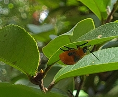 Poecilocoris latus