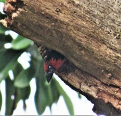 Lybius torquatus torquatus