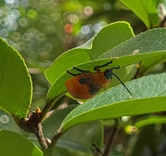 Poecilocoris latus