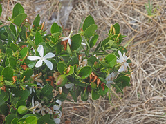 Carissa macrocarpa