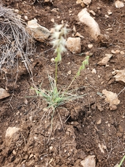 Bouteloua rigidiseta