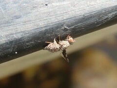 Ulidiidae