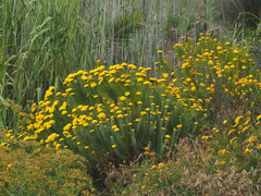 Hymenolepis crithmifolia