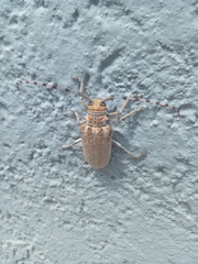 Celosterna scabrator