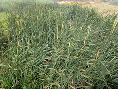 Typha capensis