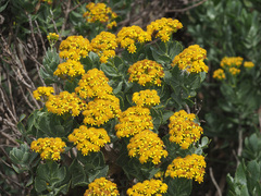 Senecio halimifolius