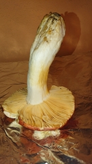 Russula maculata