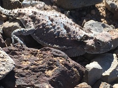 Phrynosoma platyrhinos