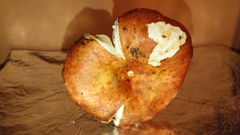 Russula maculata