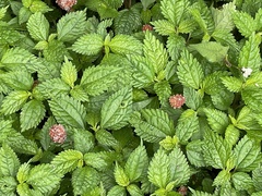 Lecanthus peduncularis