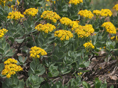 Senecio halimifolius