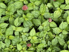 Lecanthus peduncularis