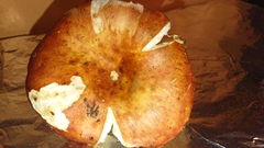 Russula maculata