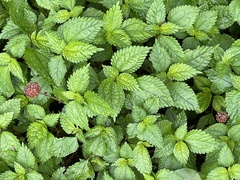 Lecanthus peduncularis