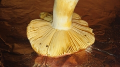 Russula maculata