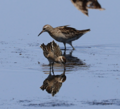 Calidris acuminata
