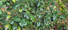 Camellia japonica