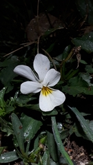 Viola tricolor