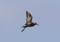 Calidris acuminata