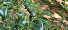 Camellia japonica