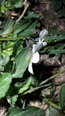 Viola tricolor