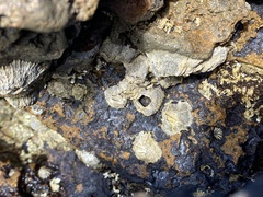 Chthamalus antennatus