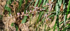 Ophiopogon japonicus