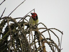 Lybius torquatus torquatus