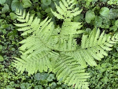 Pteris wallichiana