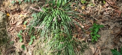 Ophiopogon japonicus