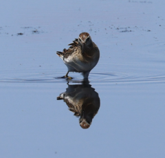Calidris acuminata