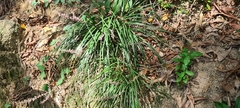 Ophiopogon japonicus