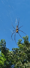 Nephila pilipes