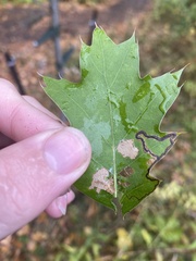 Stigmella nigriverticella