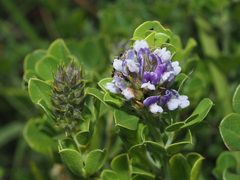 Psoralea fruticans