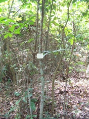 Pouteria campechiana