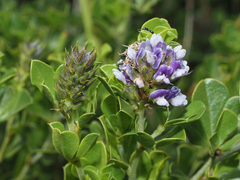 Psoralea fruticans