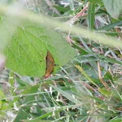 Cnaphalocrocis medinalis