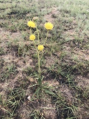 Berkheya radula