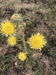 Berkheya radula