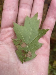 Stigmella nigriverticella