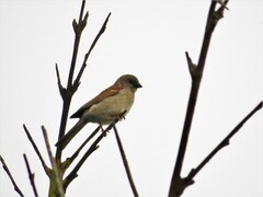 Passer diffusus stygiceps